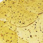 C.A Sindhi Special Papad 500g